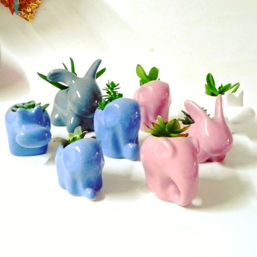 Regalos corporativos amor y amistad Suculentas cerámica animales Neea Flora
